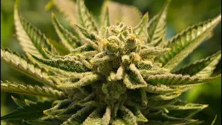 Cannabis Legalisierung - Forestpod