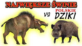 ENTELODONT, HOGZILLA  - Największe świnie świata VS polskie DZIKI (dlaczego maleją?)