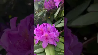 Ну очень огромный рододендрон! #flower #рододендрон #rhododendron #springblossom #садмечты