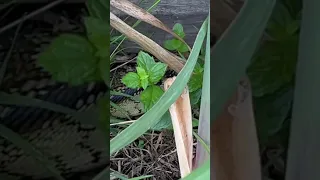 Blue tongue lizard found in my backyard