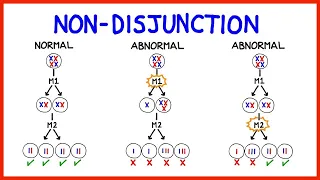 Chromosomal Abnormalities, Aneuploidy and Non-Disjunction