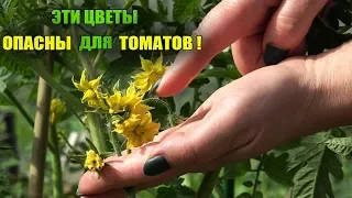 СРАЗУ УДАЛИТЕ ЭТИ ЦВЕТЫ У ТОМАТОВ КАК УВИДИТЕ!!!