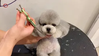 Amazing Grey Poodle Face Grooming : How To Groom Poodle Puppy Face | Puppy Groomy