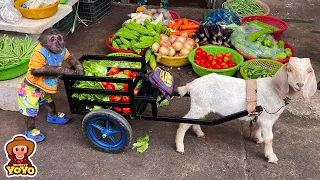 YoYo JR takes the goat to harvest fruit to sell