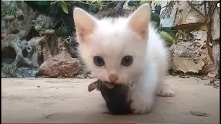 The first mouse of a tiny kitten! 