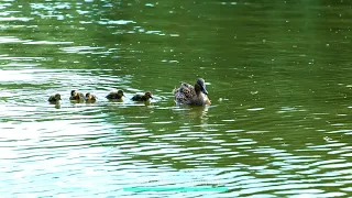 MOTHER DUCK PROTECTING HER DUCKLINGS