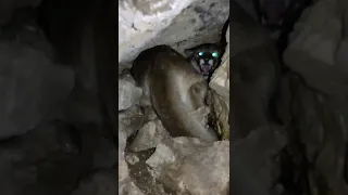 Confronting mtn LION in CAVE