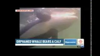 Springer the Orca is a Mom! / CBC News 7/8/13