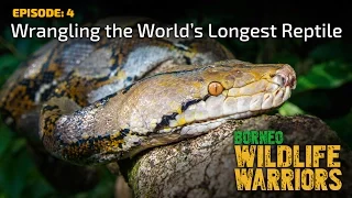 Wrangling the World’s Longest Reptile [4K] | Borneo Wildlife Warriors (S01E04) | SZtv