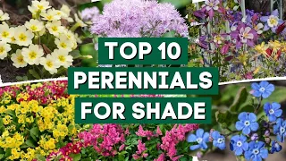 10 Beautiful Perennial Flowers for Shady Gardens! 👌🌿💚 // PlantDo Home & Garden