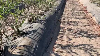 Голубика в Калифорнии - поле на песке