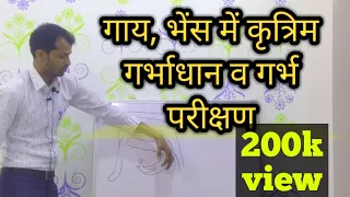 artificial insemination and pregnancy diagnos incattle पशुओं में कृत्रिम गर्भाधान व गर्भ परीक्षण A.I