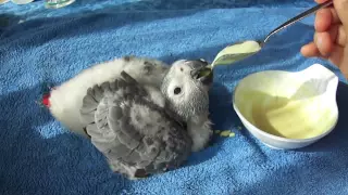 African grey baby Hand feeding 8 weeks old, Bébé gris du gabon, ヨウムの赤ちゃん 8週目