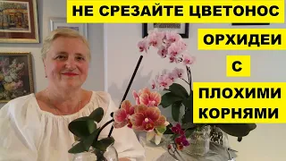 НЕ СРЕЗАЙТЕ ЦВЕТОНОС У ОРХИДЕИ С ПЛОХИМИ КОРНЯМИ