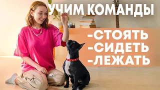 Как быстро научить собаку командам: сидеть, стоять, лежать? Мой опыт