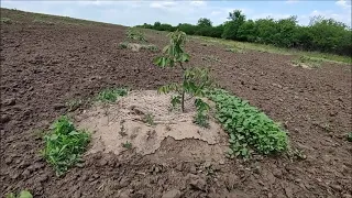 Vizită de lucru in plantație de Chandler, Fernor în 1ul an de vegetație. Recomandări de întreținere.