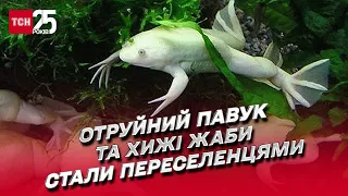 🕷 Отруйний павук та хижі жаби: житель Івано-Франківська прихистив у квартирі екзотичних тварин