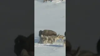 Wolf Attack Bison, Bison Gets Run Down By Other Bison #animalhunt  #hunting #wild  #shorts