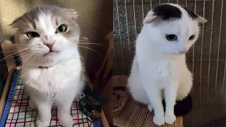 Try Not To Laugh 🤣 New Funny Cats  And Dog Video 😹 - MeowFunny Part 1