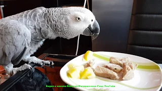 Попугай матершинник ест варёную картошку с мясом  African gray parrot eating potatoes with meat