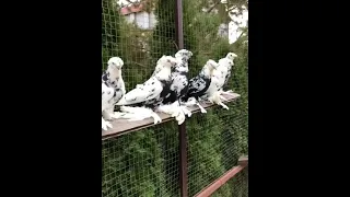 Соч" Кептерлер Голуби Pigeons Каптар