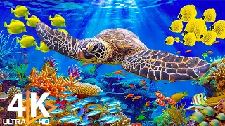 Ocean 4K - Beautiful Coral Reef Fish in Aquarium, Sea Animals for Relaxation (4K Video Ultra HD) #23