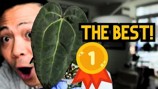 🌱 ALL THE ANTHURIUM PLANT CHORES 💚 indoor houseplant repot, plant updates, this video is a mess haha