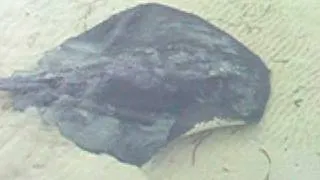 Big Rotto Sting Ray