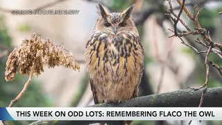 How did Flaco the Owl survive the wild in New York City?