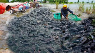 amazing fishing! Great hand fishing. Catch lots of fish on flooded roads