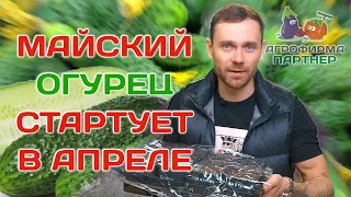 Сеем огурцы для раннего урожая | #семена #огород #огурцы