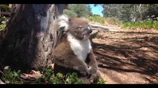 Baby Koala Get Kicked Off From Tree