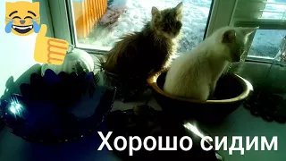 ВИДЕО С КОТАМИ/ пародия на песню Бузовой/ СМЕШНОЕ ВИДЕО С ЖИВОТНЫМИ/ прикольные кошки/кот и горшок