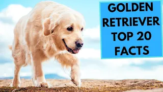 Golden Retriever - TOP 20 Interesting Facts