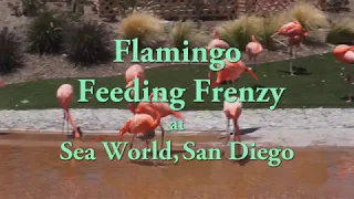 Flamingo Feeding Frenzy at SeaWorld San Diego.