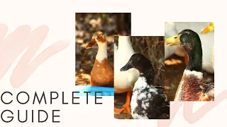 The Complete Guide to Duck Breeds-PART ONE