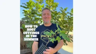 How to Root Fig Cuttings in the Summertime . Set it and Forget it!