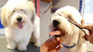 Coton de Tulear - How to Groom