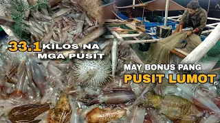 Mas lalong dumami ang mga pusit sa madaling araw | masbate