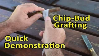 Grafting Figs | Chip-Bud Grafting Technique | Quick Demonstration