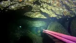 Spearfishing Madeira