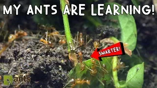 My Ants Are Learning