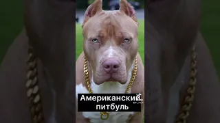 Топ 5 самых опасных пород собак🐕 #shorts #топ #топ5 #рек #рекомендации #собаки #порода