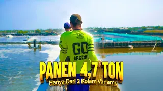 Panen 4,7 Ton Hanya Dari 2 Kolam! Inilah Potensi Menjanjikan Budidaya Udang Vaname di Kolam Terpal