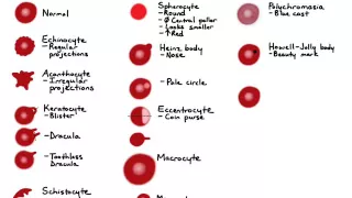 RBC Morphology