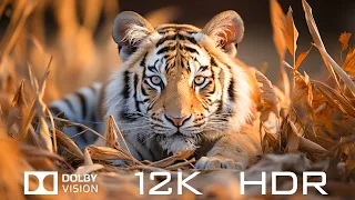 Dolby Vision 12K HDR 120fps - Most Beautiful Animals And Relaxing Piano Music