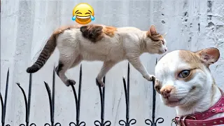 Try Not To Laugh Challenge😛Funny and Cute CAT Videos Compilation 2024😽🐶Part 16