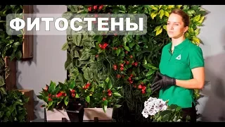 Фитостены | Вертикальное озеленение | Фитомодули