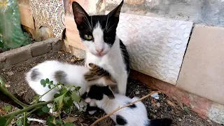 Cute And Hungry Kittens Sucking Milk From Their Mother On The Street.