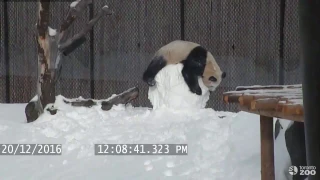 Панда и снеговик | Toronto Zoo Giant Panda vs Snowman